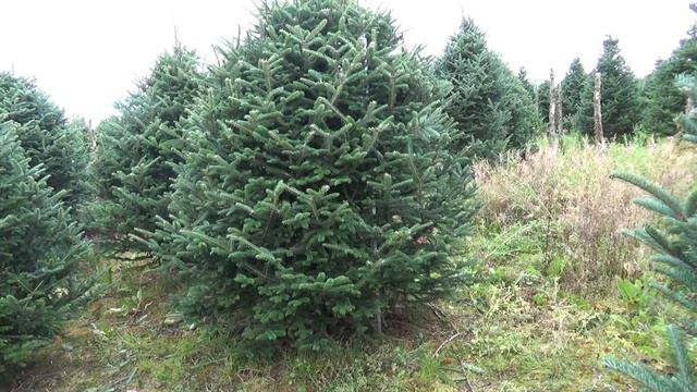 Пихта Фразера (срезанная новогодняя пихта)  22169