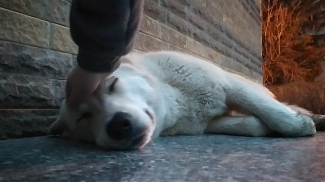 пипипська смотреть онлайн