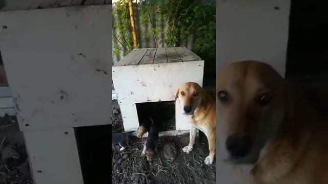 Продаются щенки ДИПЛОМИРОВАННОЙ Русской гончей смотреть онлайн