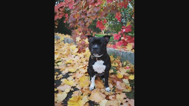 Стаффи в зоомагазине смотреть онлайн