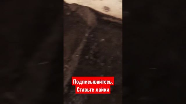 Королевский шампиньон, подготовка к высадке #огород #сад #дача смотреть онлайн