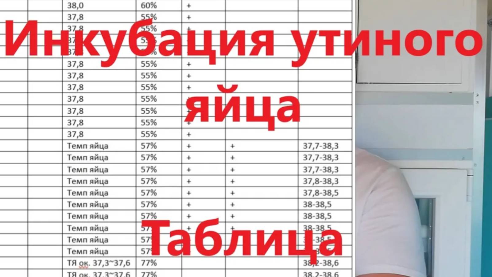 Инкубация утиного яйца ОТ И ДО, полная таблица, особенности и секреты процесса.