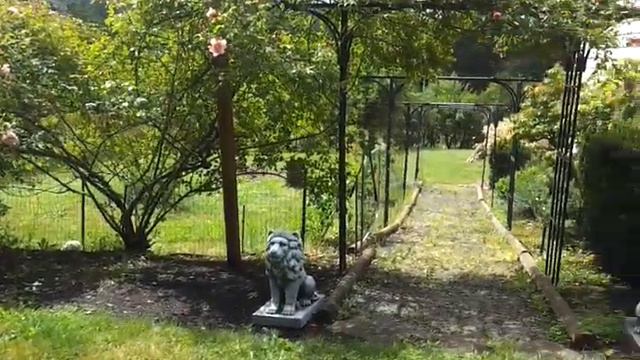 My old variety,"CLIMBING ROSE." смотреть онлайн