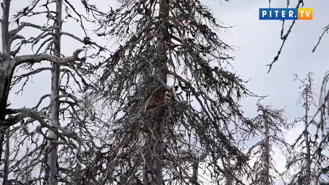 Воттоваара - Научно-исследовательская экспедиция на самую загадочную гору Карелии смотреть онлайн