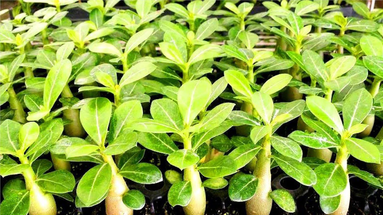 Адениум дома. Как вырастить адениум из семян. Инструкция по посеву смотреть онлайн