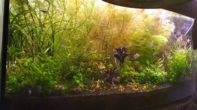 3 г. содержания без подмен. Секрет аквариума без подмен! Растут ли растения? Как часто прополка? смотреть онлайн