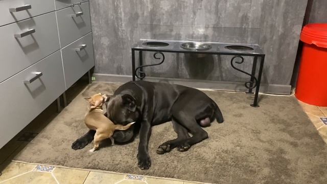 Лилу и Трой ???#tttt #канекорсо #canecorsoitaliano #canecorso #cane #канекорсоитальяно смотреть онлайн