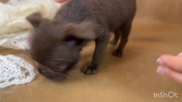 Девочка Грифон