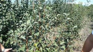 Груша Десертная россошанская