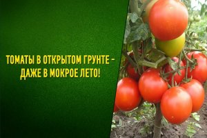 Томаты в открытом грунте