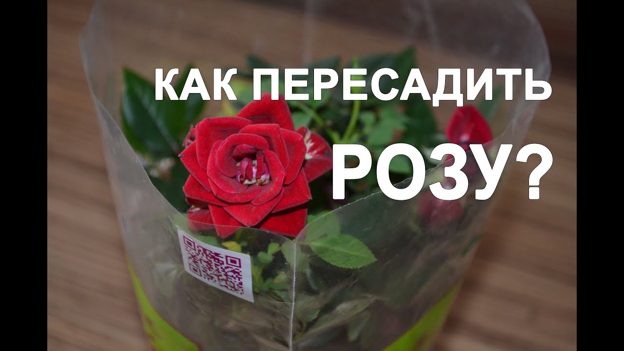 Как пересадить розу? Когда можно пересаживать розы? смотреть онлайн