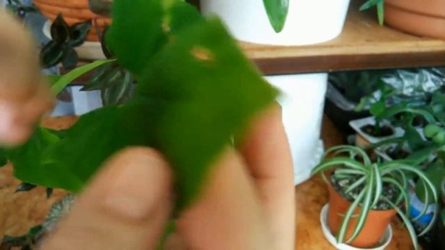 Зеленое мыло против вредителей комнатных растений. //Green soap for plants.// смотреть онлайн
