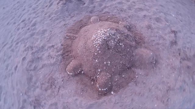 Большая черепаха, сделанная из мокрого песка и ракушек маленькими детьми - на морском пляже в Хорла смотреть онлайн