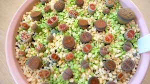 Почему погибают/гниют Литопсы. Что нужно знать в уходе за Литопсами