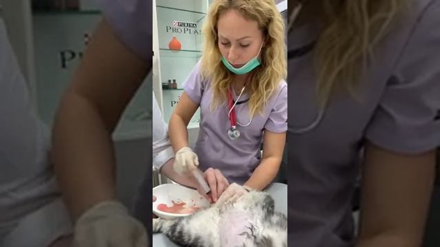 Катетеризация уретры у кота смотреть онлайн