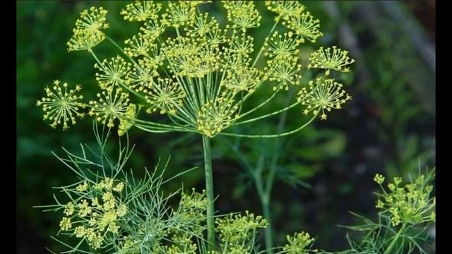 УКРОП ПАХУЧИЙ - ПОЛЕЗНАЯ ПРИПРАВА смотреть онлайн