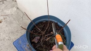 Низкая обрезка гортензии Самарская Лидия. 2х летка.