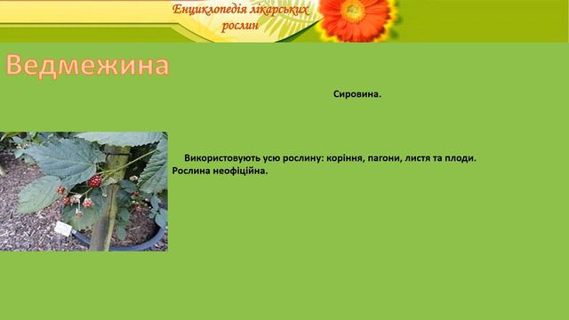 Ведмежина смотреть онлайн