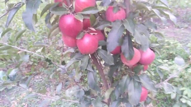 яблоня сорт зимний Джонаголд Декоста смотреть онлайн