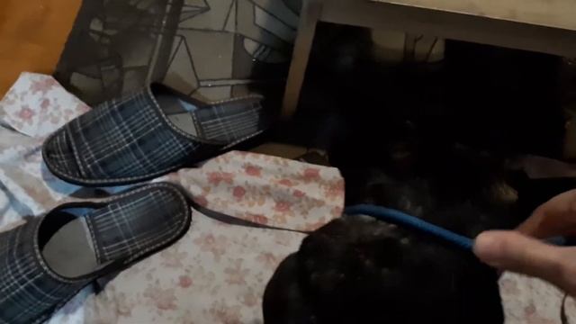 Французский бульдог, воспитание собаки. Вывожу собак на прогулку. смотреть онлайн