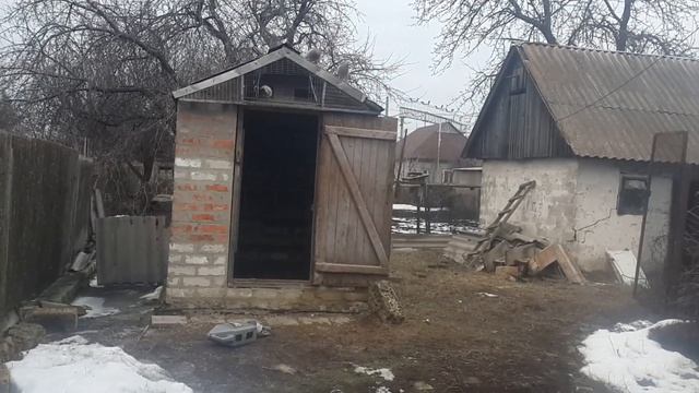 Какое отличие николаевских бабочек от торцовых голубей... смотреть онлайн