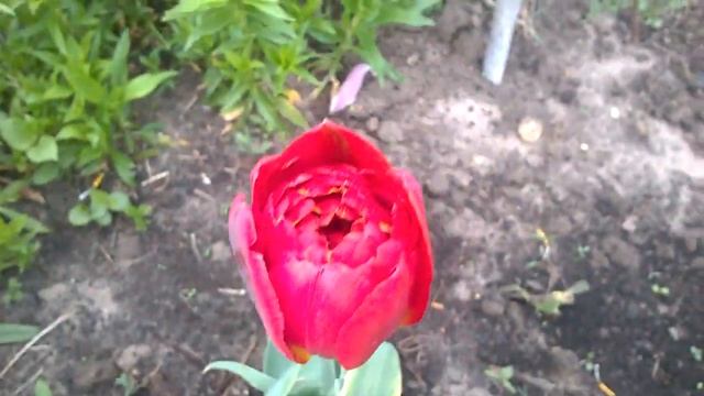 СОЛОВЬИНАЯ ПОРА И МОИ МАЙСКИЕ ЦВЕТЫ НА ДАЧЕ ВМЕСТЕ С КРАСИВОЙ ПЕСНЕЙ ПРО ЧЕРЕМУХУ смотреть онлайн