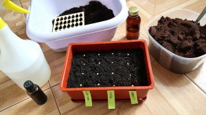 Гениальный способ посадки перца на рассаду в марте! Как быстро посадить перец в дома на рассаду?