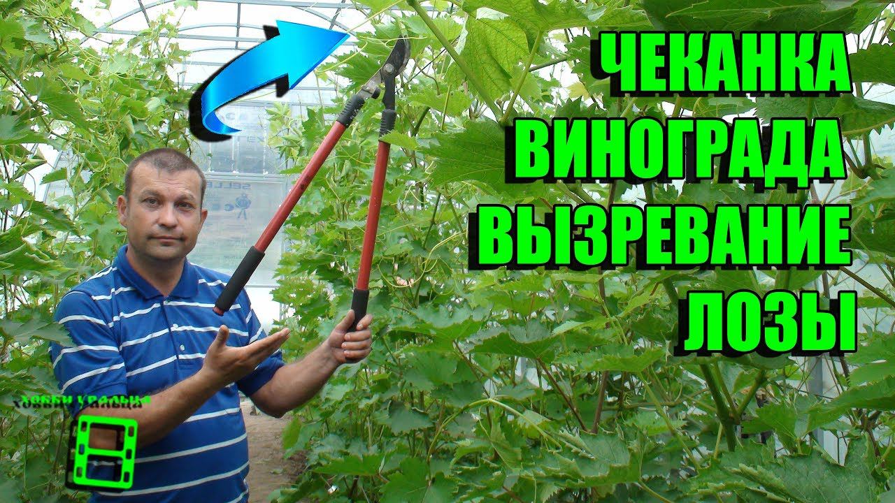 ЧЕКАНКА ВИНОГРАДА. ЗЕЛЕНЫЕ ОПЕРАЦИИ. ВЫЗРЕВАНИЕ ЛОЗЫ ЧАСТЬ 1. ВЫРАЩИВАНИЕ ВИНОГРАДА В ТЕПЛИЦЕ смотреть онлайн
