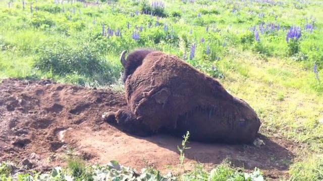 Зубровник в Токсово смотреть онлайн