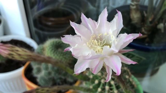 Echinopsis Oxygona 2021 Кактус Эхинопсис, цветение