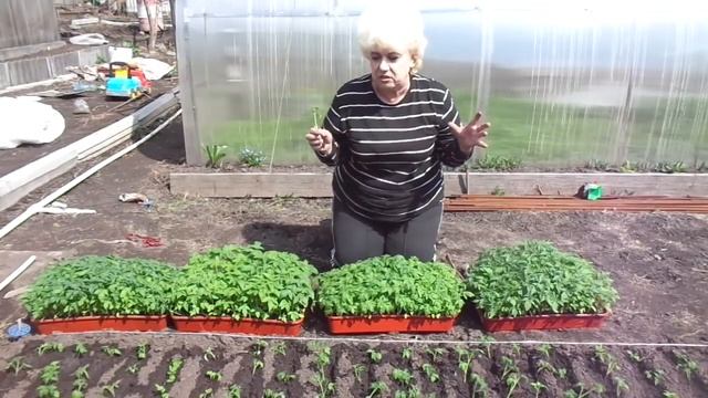 КАК ВЫРАСТИТЬ РАССАДУ НА ПРОДАЖУ? Часть 7 - какие сорта? Ольга Чернова. смотреть онлайн