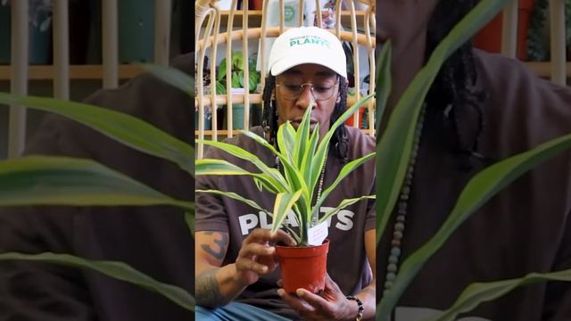 🌿Dracaena Plant Care Tips #plants #houseplants #garden #nature #flowers смотреть онлайн