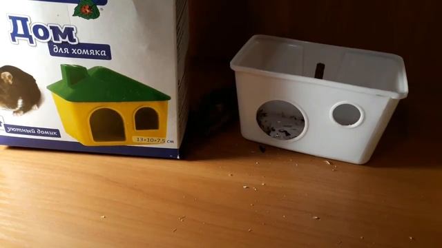 Определяем пол хомячков и отдаём в добрые руки смотреть онлайн