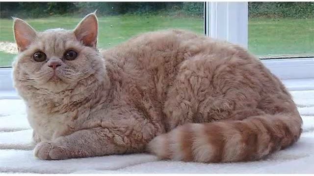 Selkirk Rex cat british shorthair cats picture collections смотреть онлайн