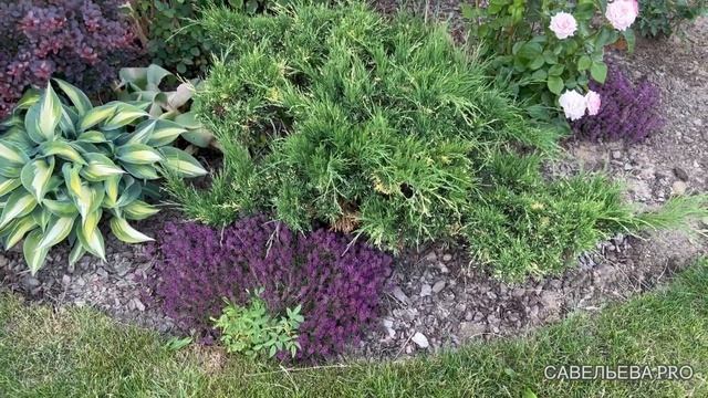 Розы расцвели смотреть онлайн