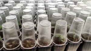 Выращивание ежевики из маточного корня.