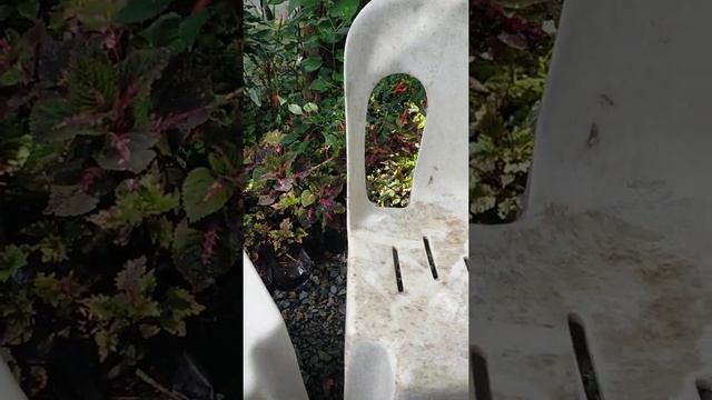 how to clean monoblock chairs na hindi magagasgasan yung balat nya. смотреть онлайн