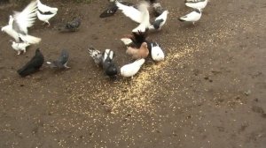 Можно ли отравить голубей хлорированной водой Алик  (7)