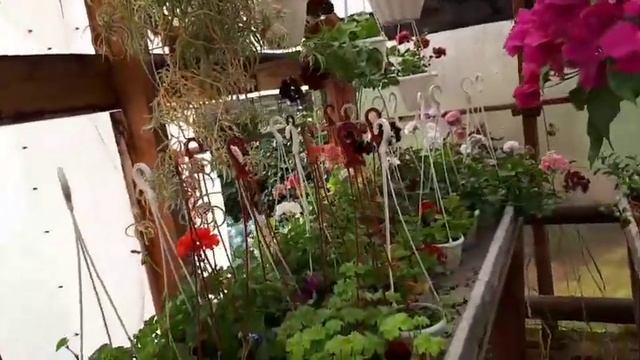 Рабочий обзор цветочной теплицы. смотреть онлайн