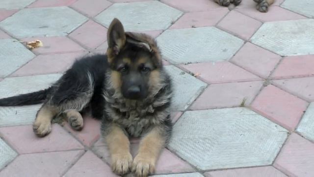 Cool. Игры Щенков Немецкой Овчарки. Cool Games Puppies German Shepherd. Одесса. смотреть онлайн