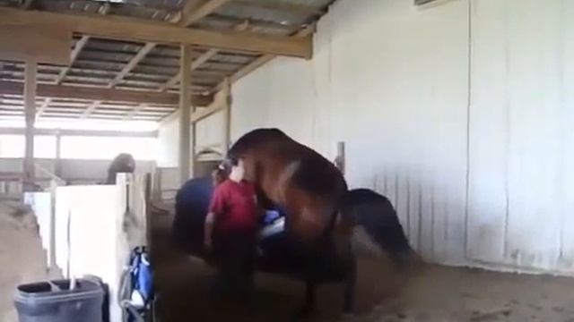 Artificial insemination in full riding collect semen from the male and female in a syringe смотреть онлайн