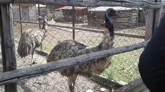 Эму Смоленское подворье Новосибирская область смотреть онлайн