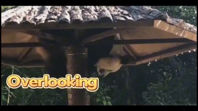A real Kung Fu panda! смотреть онлайн
