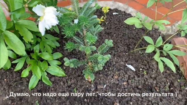 Формировка сосны и ели ? Хосты и красота без сорняков ? смотреть онлайн