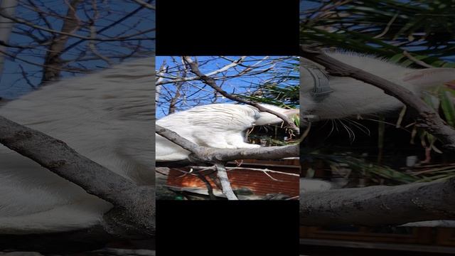 Настоящая кошачья принцесса, держащая весь двор под контролем? #котик #крым