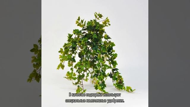 Березка — комнатное растение, домашний цветок смотреть онлайн