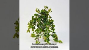 Березка — комнатное растение, домашний цветок