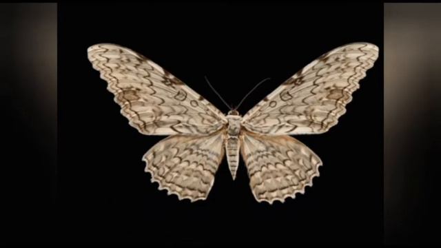 Самая большая бабочка в мире смотреть онлайн