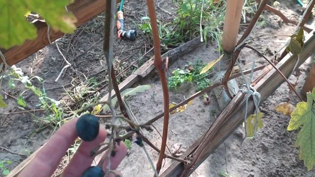 Виноград из косточки. Ягодка ещё висит) смотреть онлайн