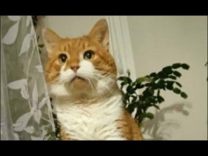 Убившим  кота Кузю прилетела ответочка...